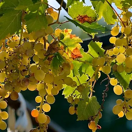 Domaine De 